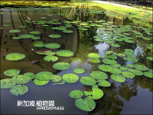 Bgarden_11