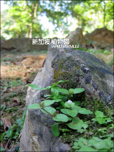 Bgarden_06