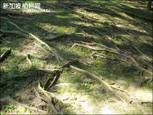 Bgarden_03